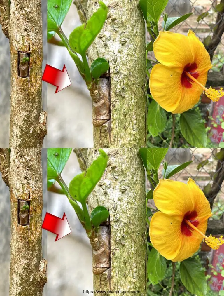 Kombinieren Sie zwei Hibiscus-Sorten auf einem einzigen Baum