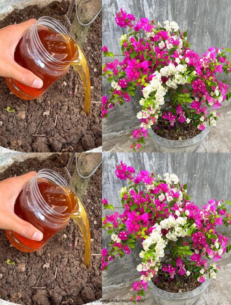 Äste schneiden, um die bougainvillea reichlich zu blühen