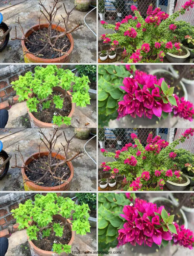 Kultivieren Sie reichlich Blumen mit Tipps für bougainvillea