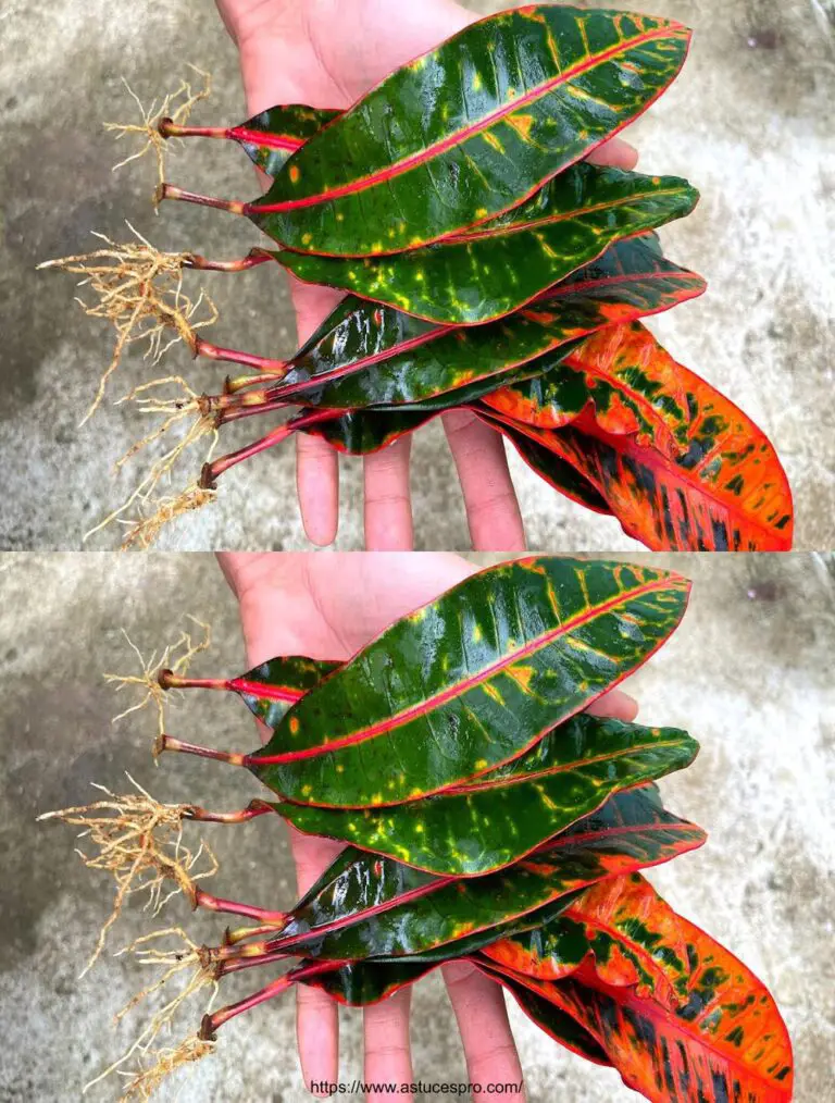 Werfen Sie Crotons aus Blättern im Sand