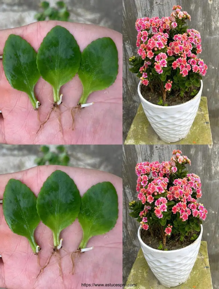 Rosenblüte: Kalanchoe Multiplikation aus Blättern