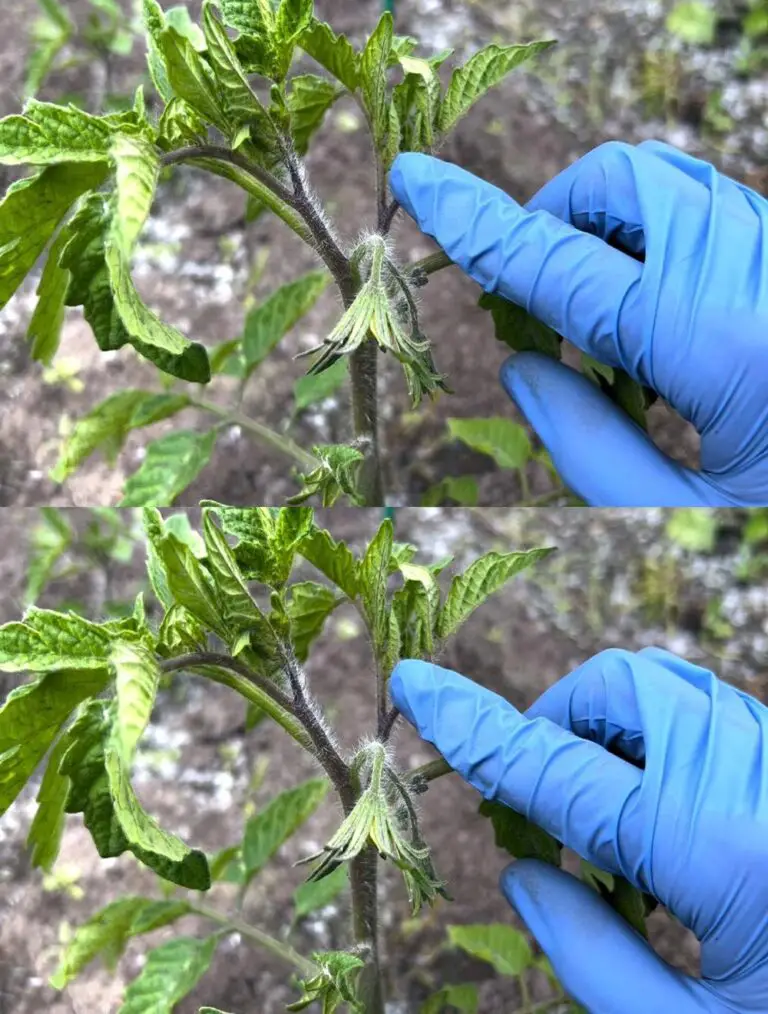 Entfernen Sie diesen Peduncle niemals von den Tomaten! Die Ernte wird die reichlichste sein! Wie ein Tomatenstamm zu bilden.