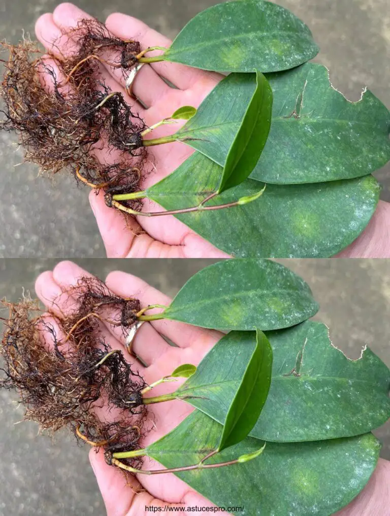 Die Wunder der Natur: wenn die Blätter Wurzel P2 nehmen