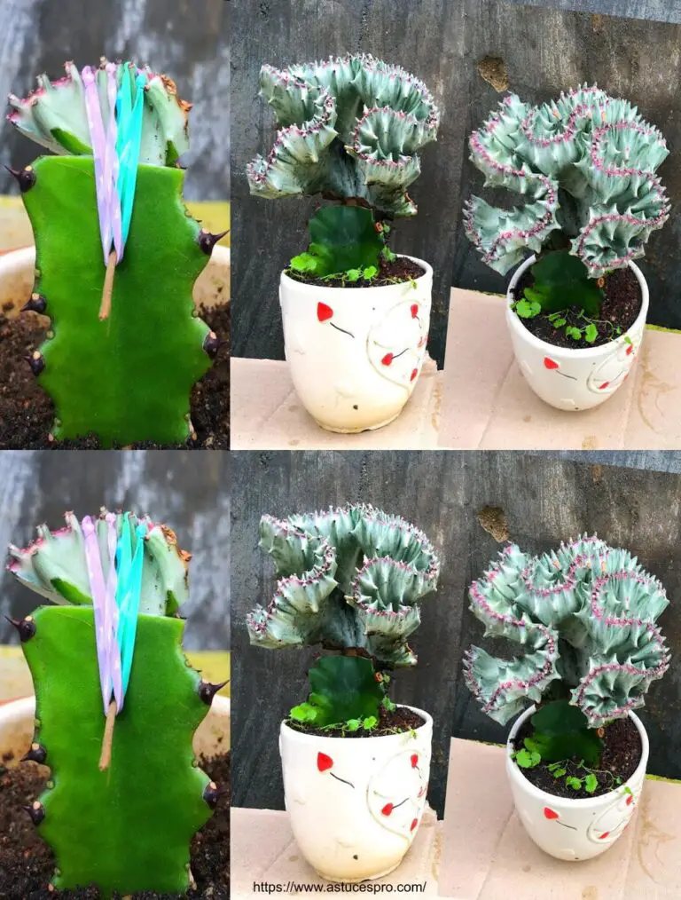 Wie man eine Euphorbia Lactea transplantiert? – Euphorbia Lactea Cristata gepfropft