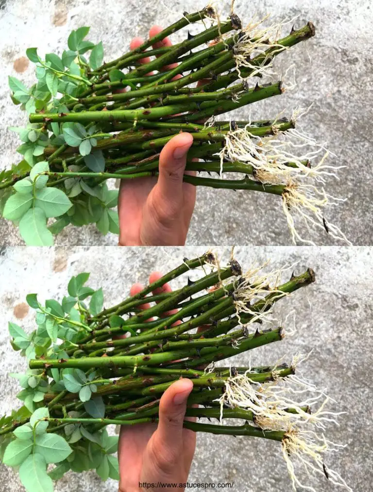 Steigende üppige Rosen im Sand