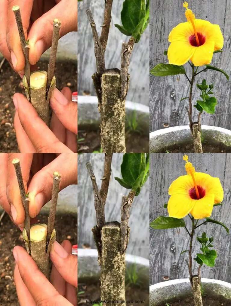 Transplantieren Sie den hübschen gelben Hibiskus