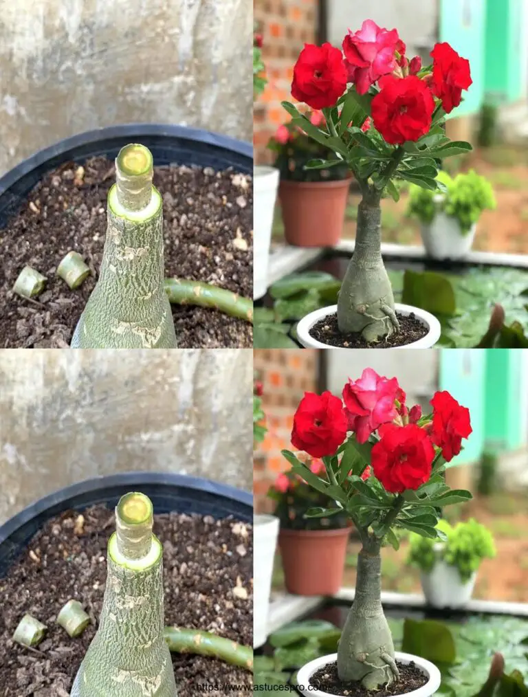 Die brillante Fusion der schönen roten Blumen des Adenium obesum