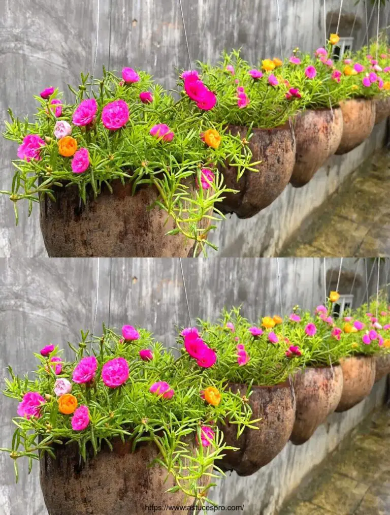 Pflanzenblumen in süßen getrockneten Kokosnüssen