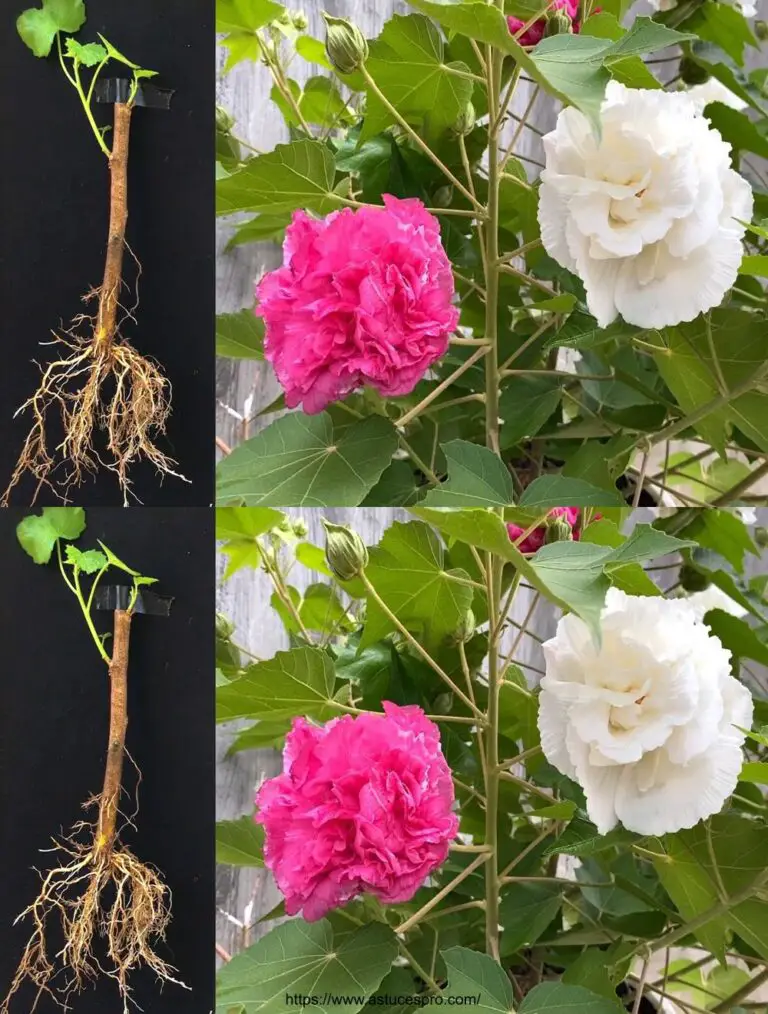 Wie man chinesische Rosen mit Schneiden verbreitet – Hibiscus mutabilis