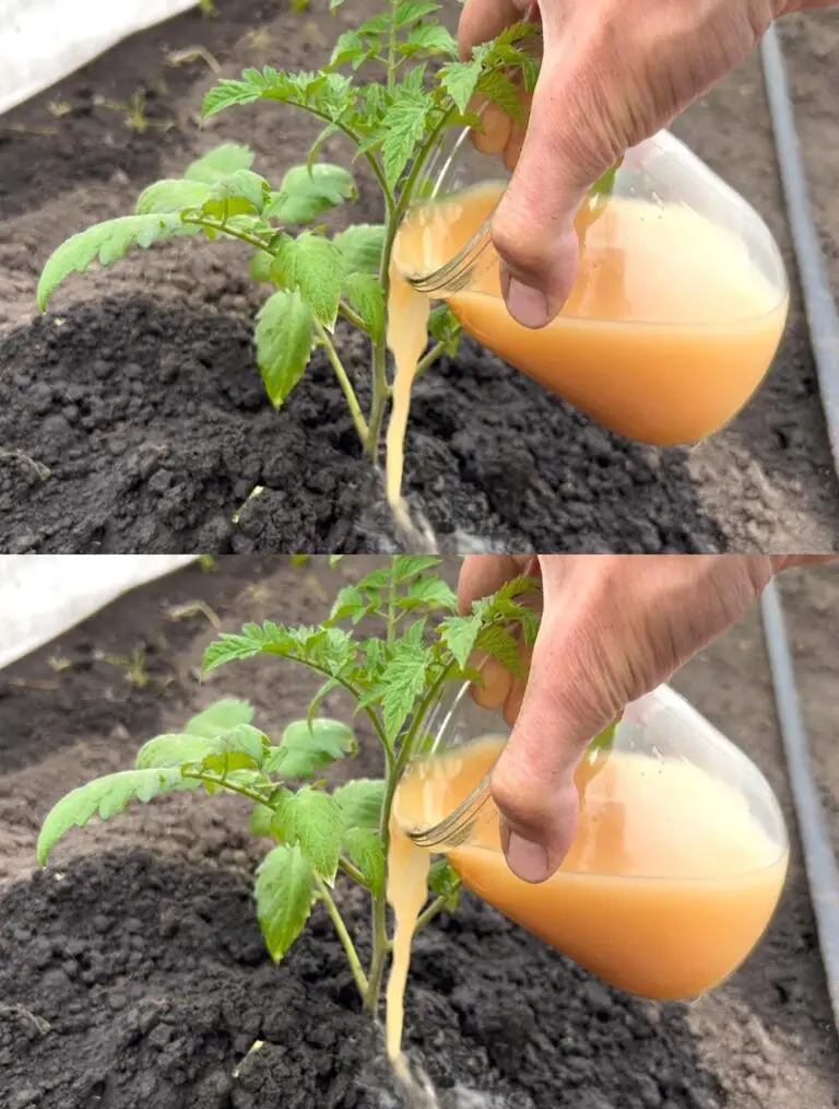 Tomaten werden in einem Augenblick wachsen, um eine frühe und reichliche Ernte zu bieten! Genießen Sie es