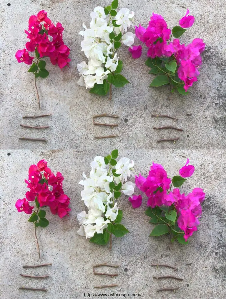 Wie die Glasur Bougainvillea mit einer Explosion von Farben zu pfropfen