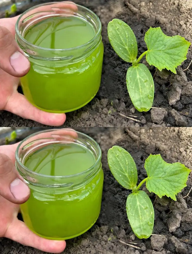 Gurken werden in einem Augenblick wachsen! Einfach gießen Dies auf Cucumber Pousses