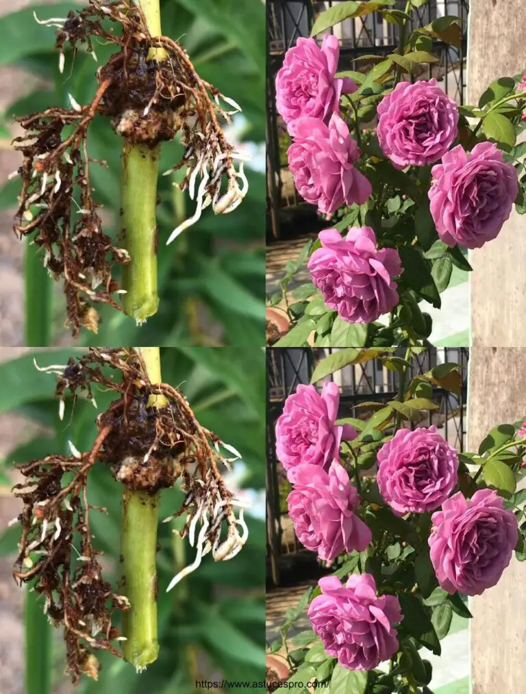 Vermehrung von Rosen durch Schneiden im Jardin Maison