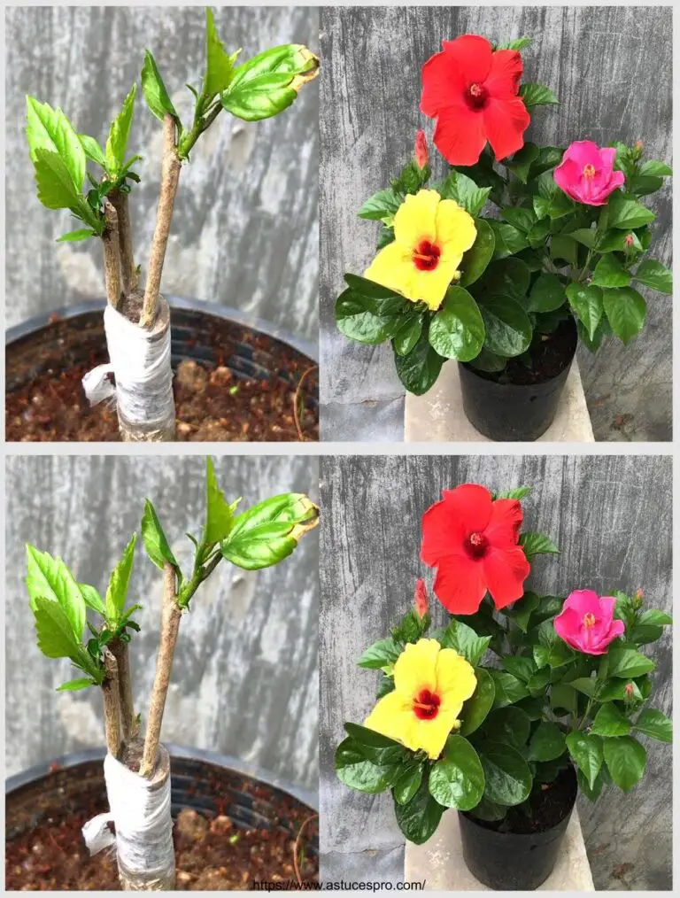 Wie vermischen Sie mehrfarbigen Hibiskus auf einem einzigen Strauch