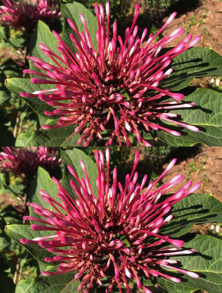 Werfen Sie Feuerwerke von Samen zu Blumen