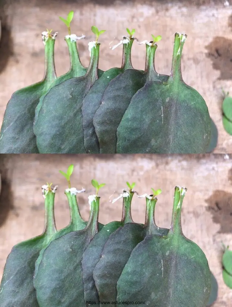 Kultivierende Blätter für ein Leben in der Flasche