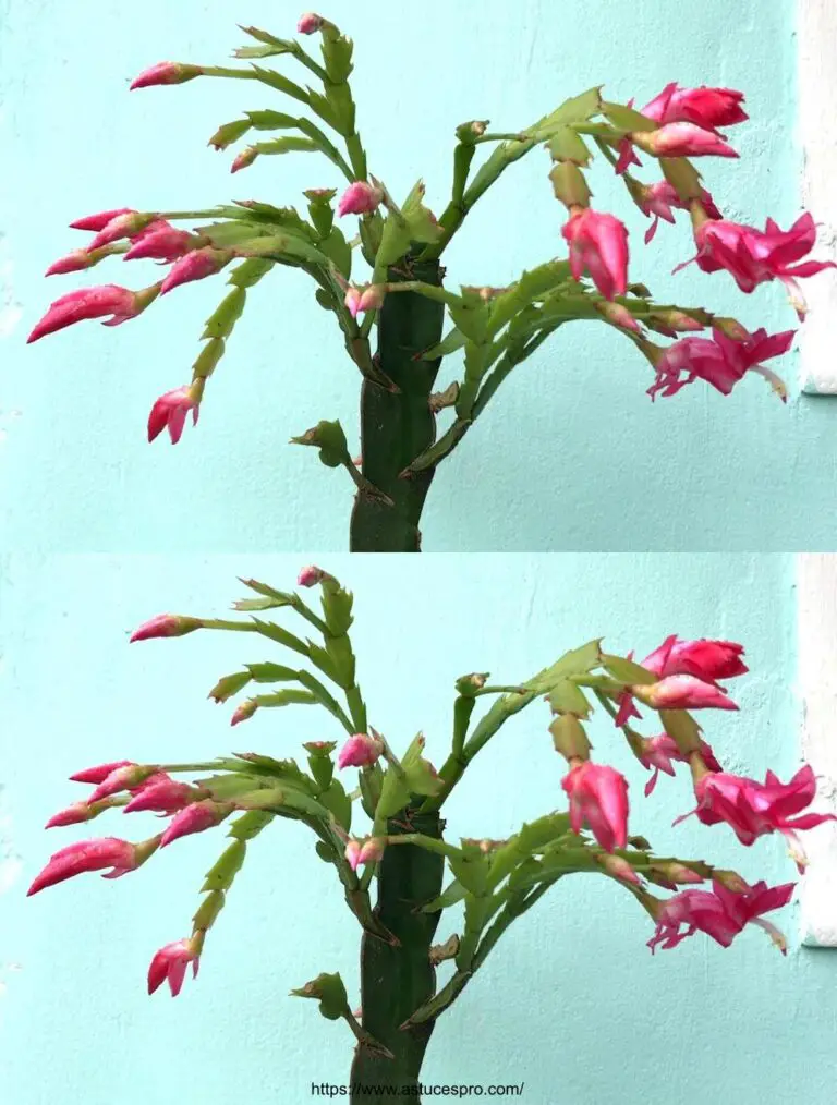 Bewundern Sie die bevorstehende Blüte des Weihnachtskaktus und Schlumbergera Blumen