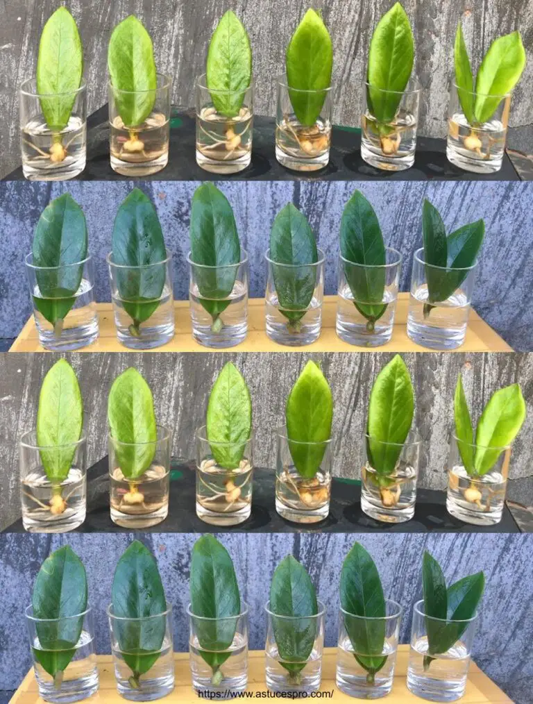 ZZ-Werk: Wie man zamioculcas zamiifolia multipliziert