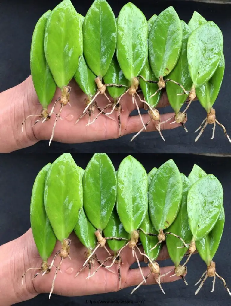 Vermehren der Pflanze Zamioculcas zamiifolia durch Schneiden von Stängeln und Blättern