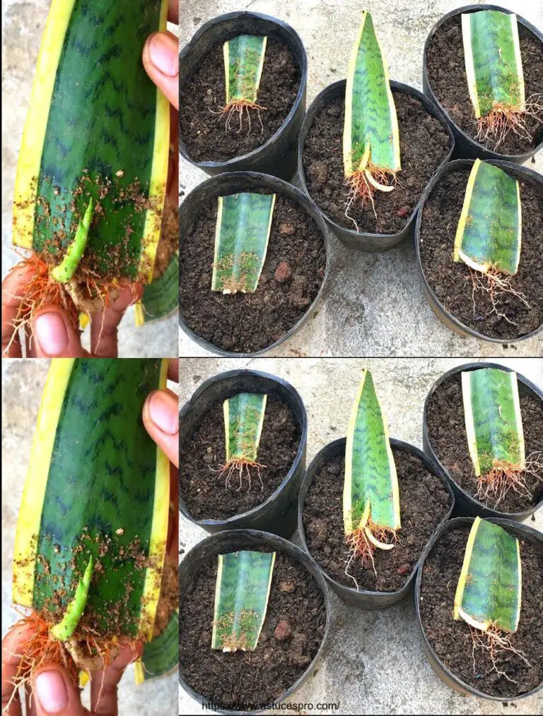 Werfen Sie eine Sansevieria aus den Blättern