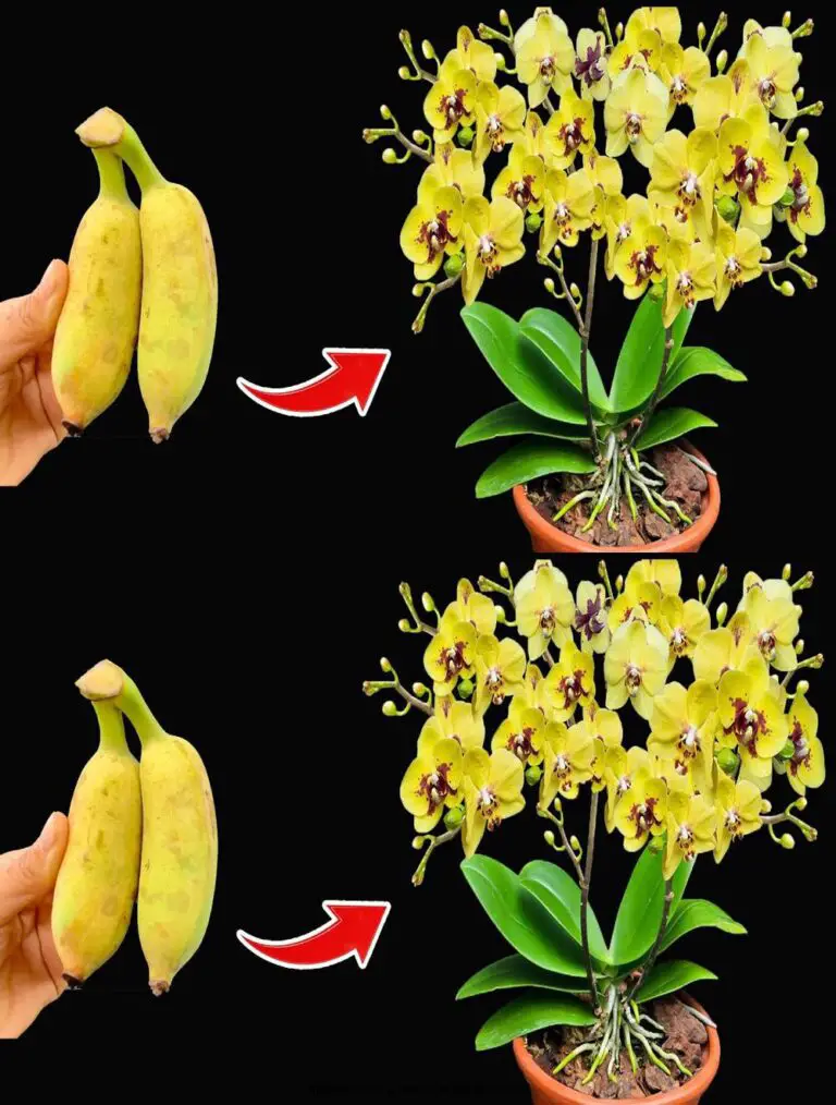 Blume Ihre Orchideen mit einer einfachen Banane