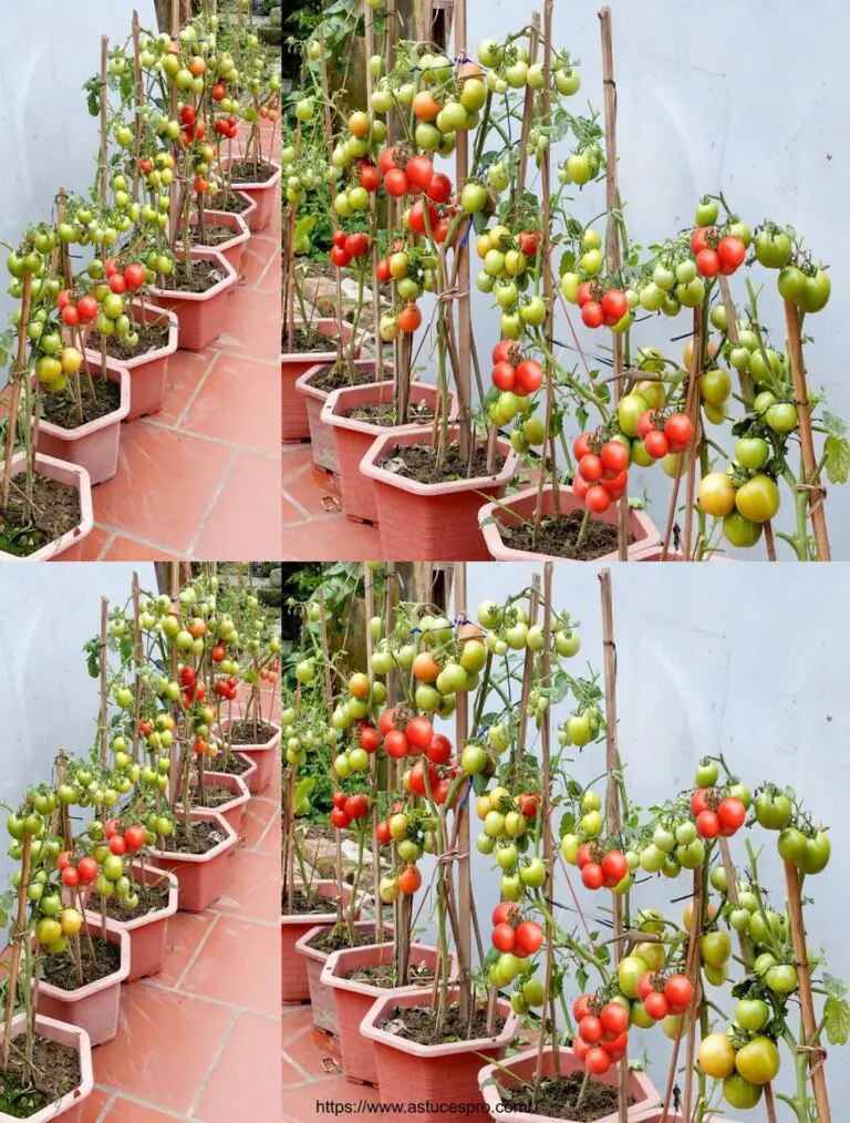 Werfen Sie Tomaten aus der Saison zu Hause: reichlich und leicht zu ernten!