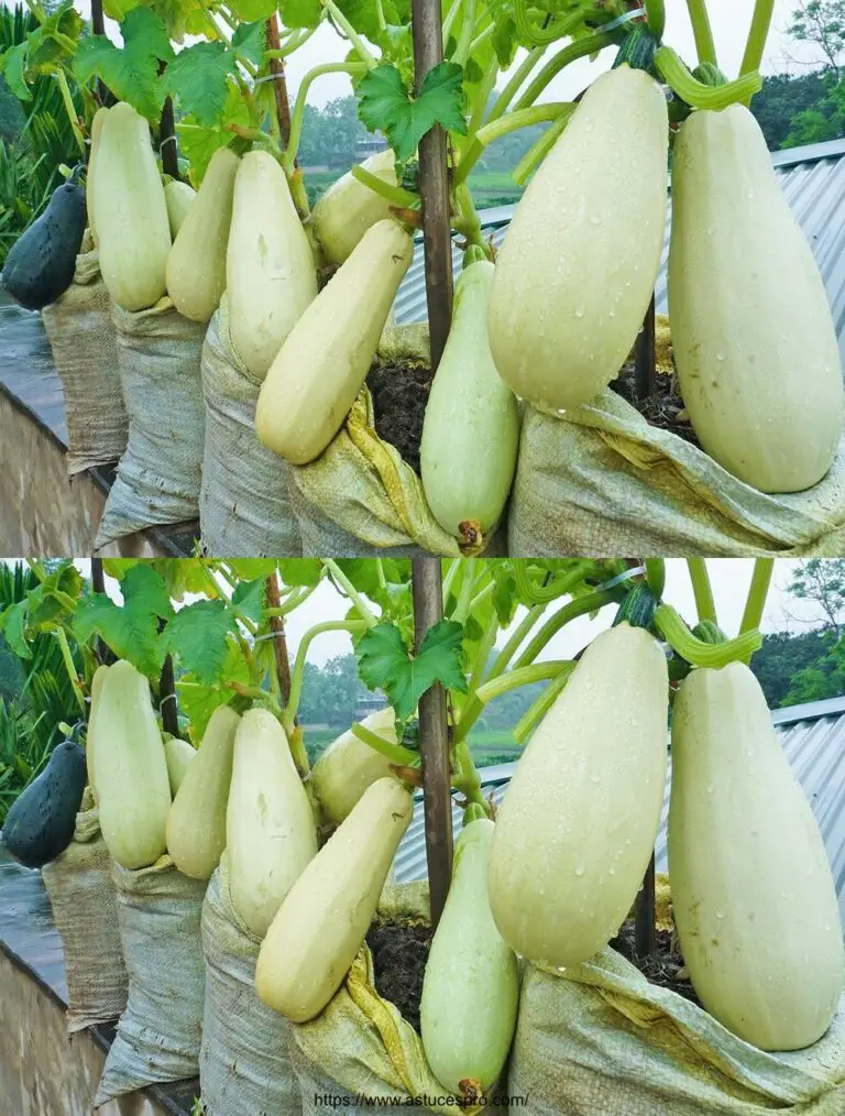 Kultivierende weiße Zucchini auf der Terrasse: Einfach und produktiv für Anfänger