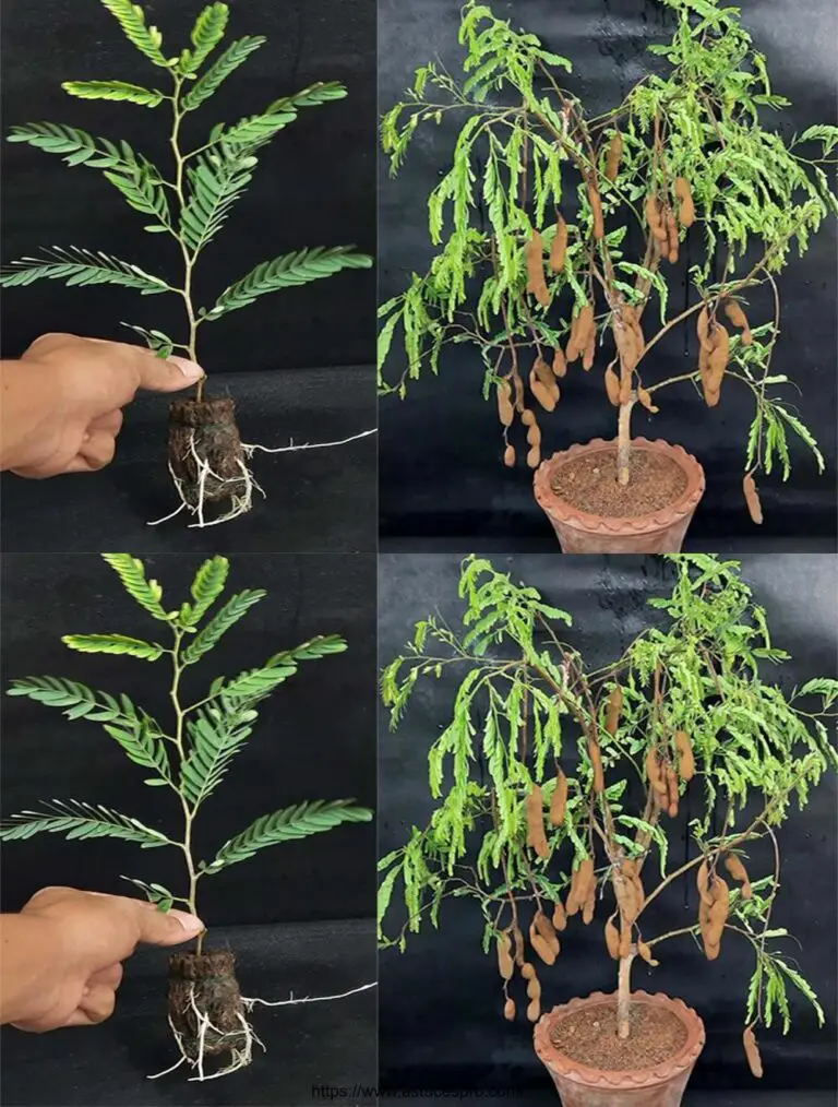 Wie effektiv eine Tamarinde Pflanze aus einem Schneiden in einer Kokosnussschale mit Wasser wachsen