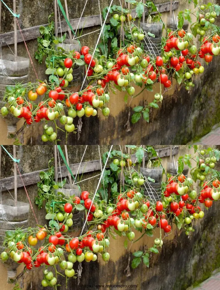 Keine Notwendigkeit für einen Garten, wächst Tomaten auf diese Weise ist fruchtbar und einfach!