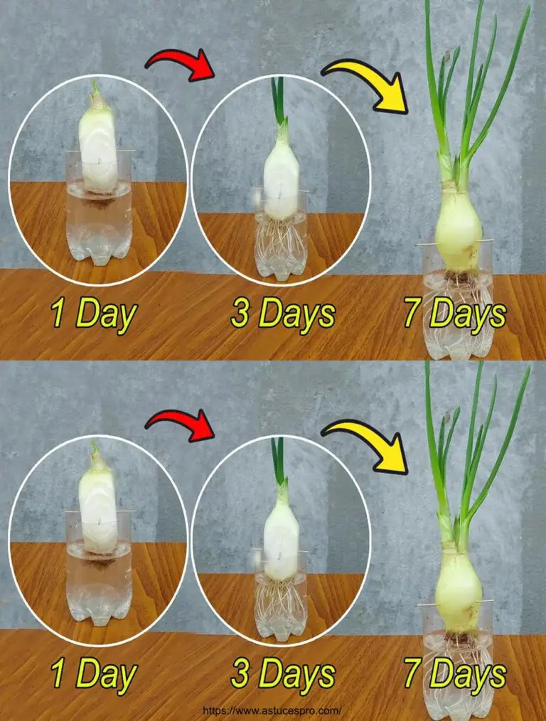 Zwiebeln in Plastikflaschen wachsen: unerwartete Ergebnisse!