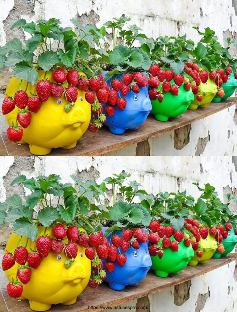 Große Tipps für den Anbau von Erdbeeren auf der Terrasse – So einfach – Abundante Ernte