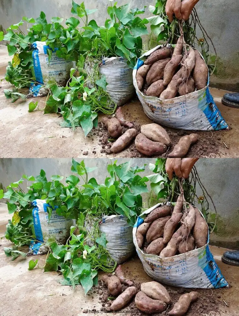 Tipps zum Anbau von Süßkartoffeln aus Knollen für eine reichhaltige und sehr produktive Ernte