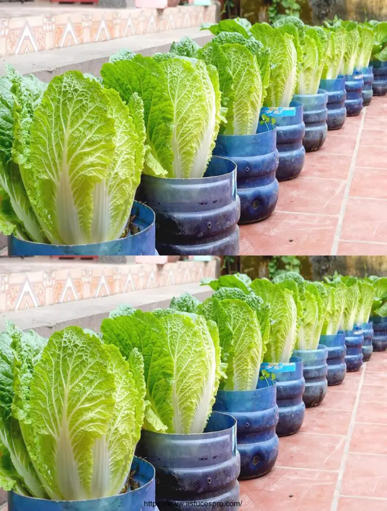 Keine Notwendigkeit für einen Garten, wachsen chinesische Kohl direkt im Hof, um die Familie zu füttern.