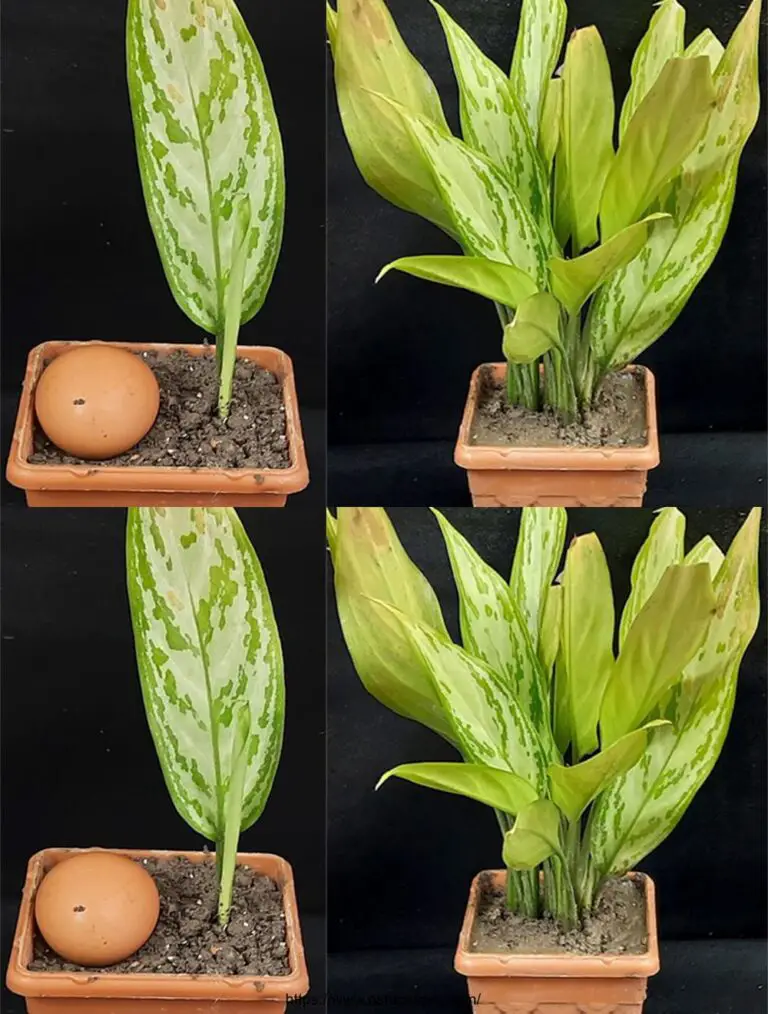 Wie die Aglaonema Pflanze schnell aus einem Blatt mit Eierschalen zu verbreiten