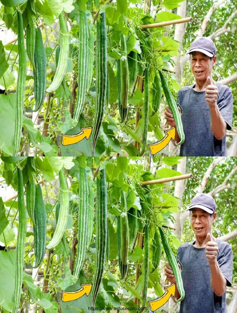 Wie man japanische Melonen zu Hause in Fülle wächst, leicht für Anfänger