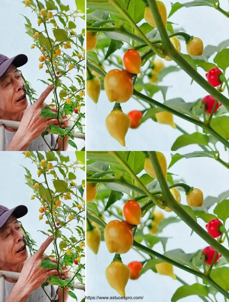 Wie schön herzförmige Paprika zu wachsen und eine reichliche Ernte zu erhalten!