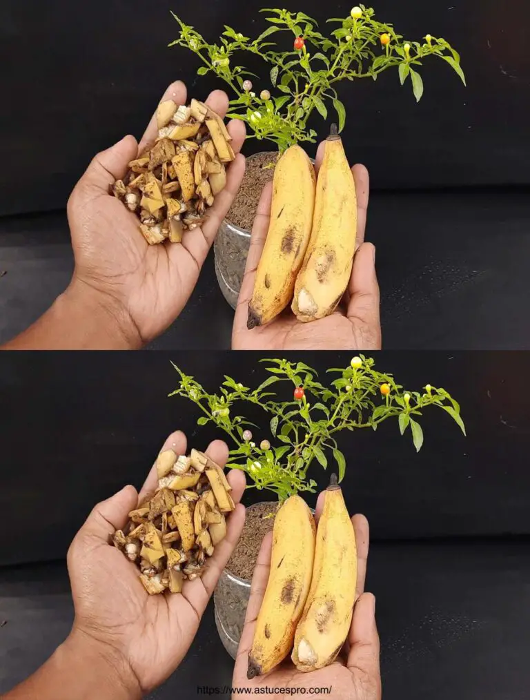 Ultimative Methode für den Anbau von Paprika und den Anbau Ihrer Pflanzen mit einem Bananen-Hautdünger