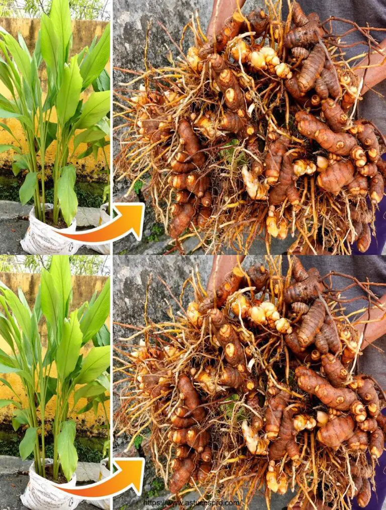 Tolle Idee – Cultivating Curcuma zu Hause, Einfach für Anfänger – TEO Garten