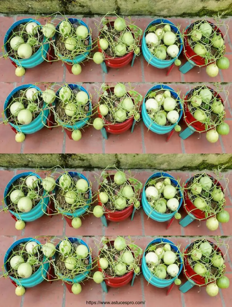 Tolle Idee: Leicht kultivieren Honeydew Melons zu Hause für Anfänger