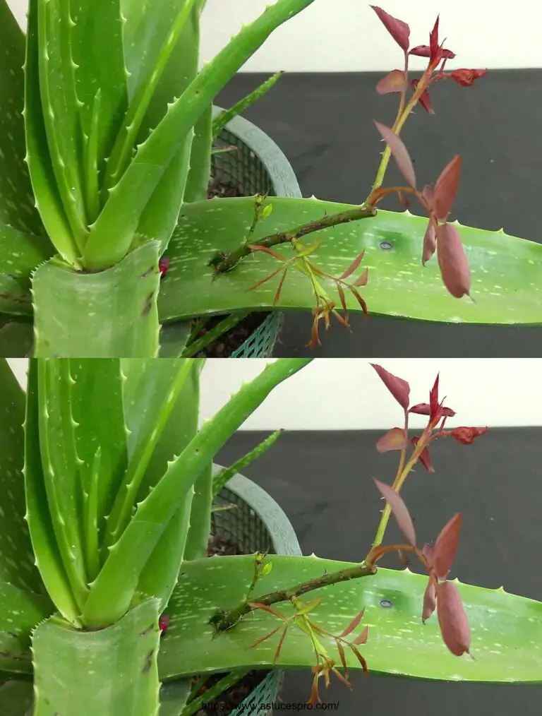 Wachsen Sie Ihre eigenen Rosen von den Schneiden zu Hause!