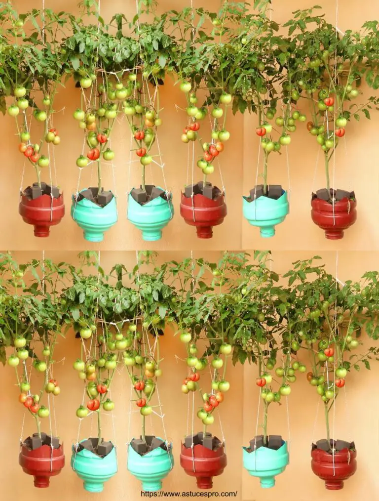 Hängender Garten Wunderbar: Kultivierende Tomaten in Abundance bei Selbst!