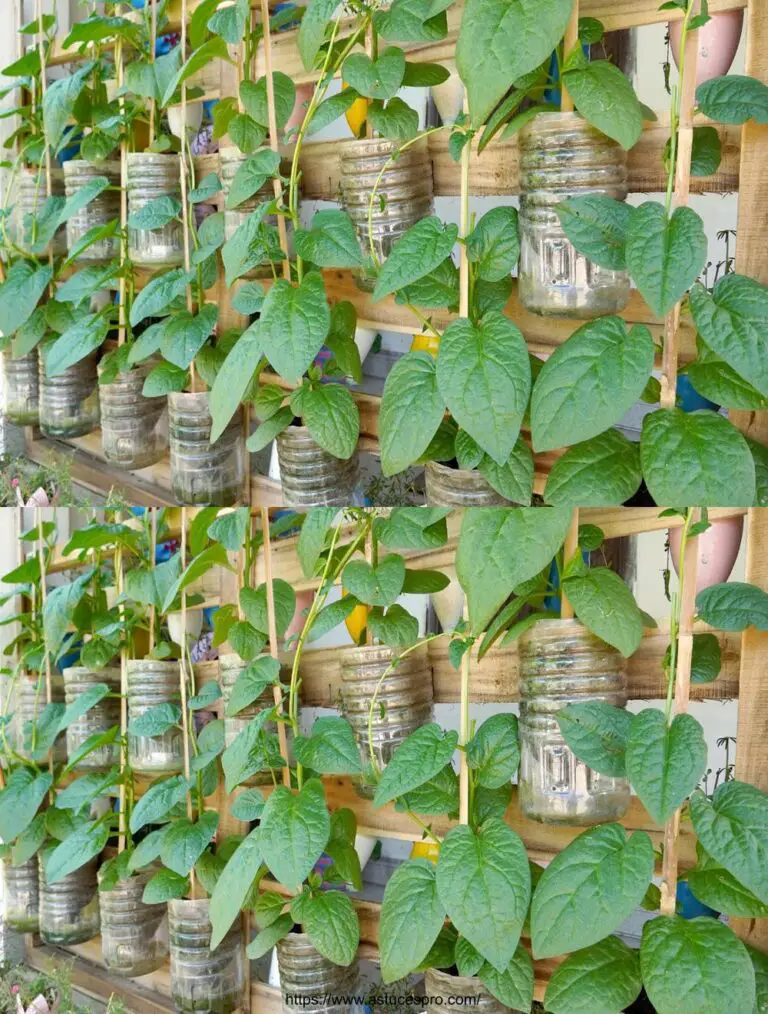 Wiederverwenden Kunststoff-Flaschen-Serie für Home Gemüse Growers, Malabar Spinach Cultivez