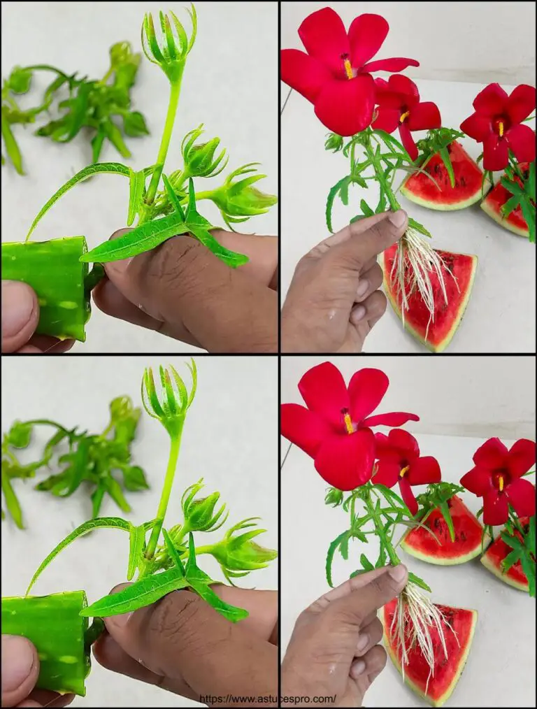 Wie verbreitet man den Hibiskus aus den Blütenknospen und mit welchem Erfolg? / Propagation von Hibiskus