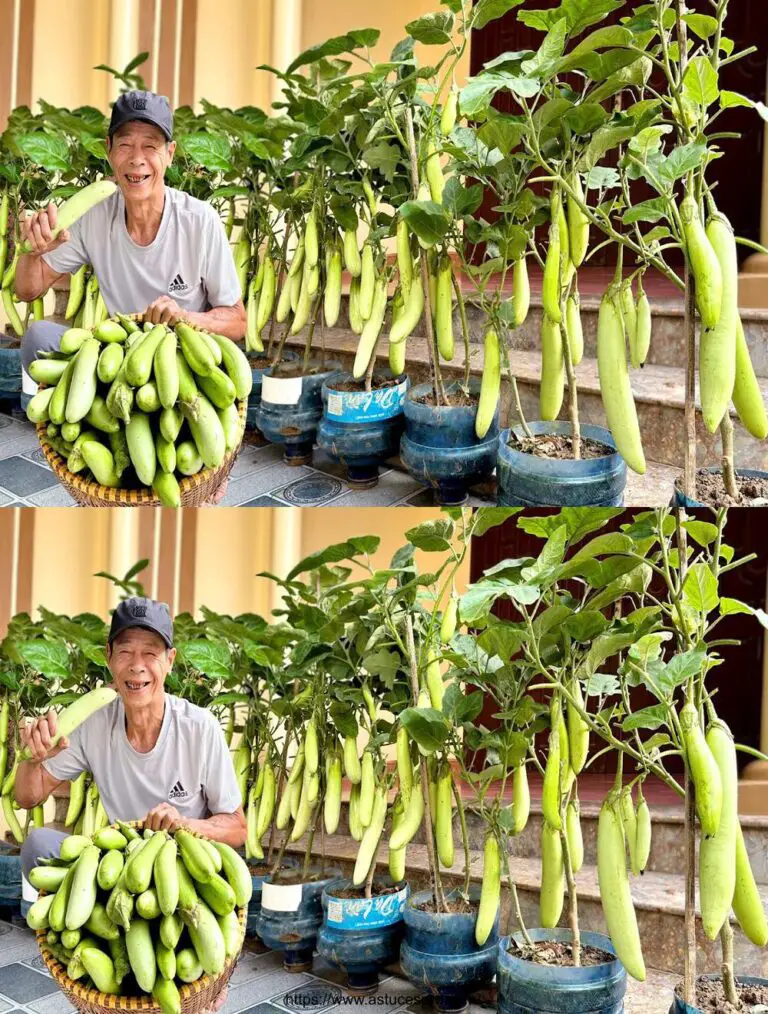 Warum habe ich diese neue Aubergine nicht früher gefunden? Viel Obst und einen köstlichen Geschmack!