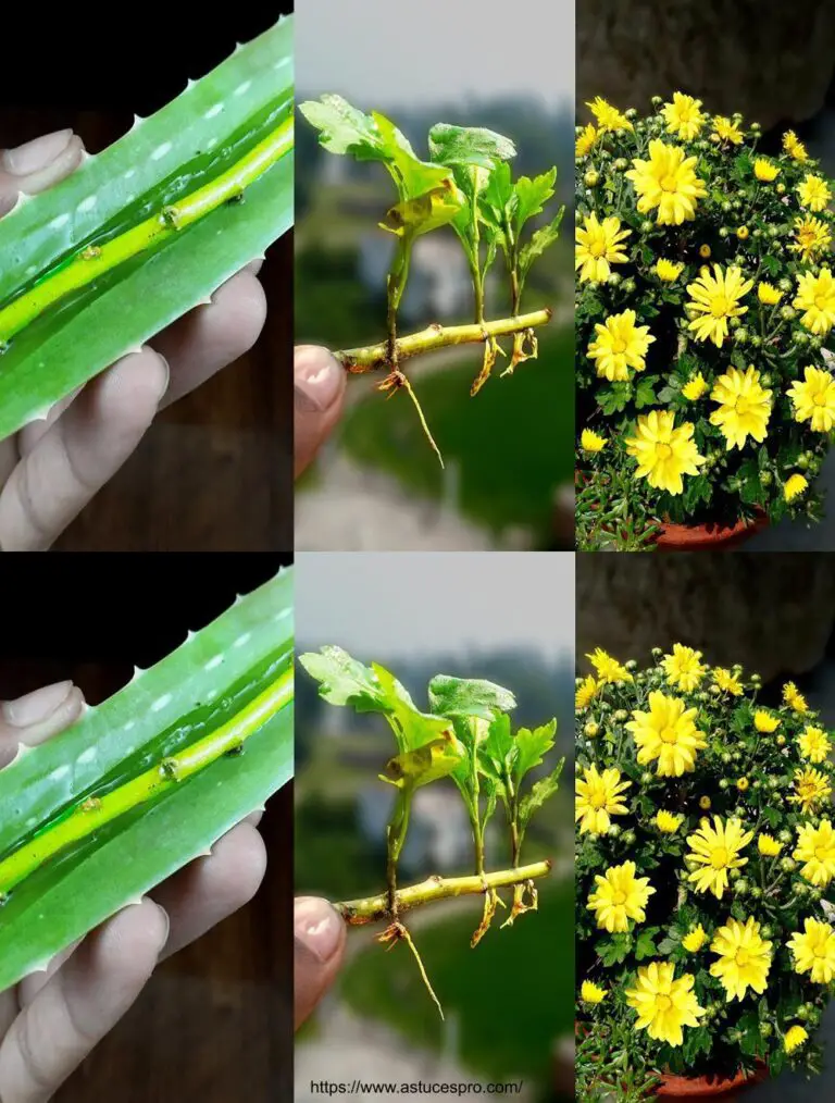 Wie man Chrysanthemen drückt Von den Bissen zur Blüte