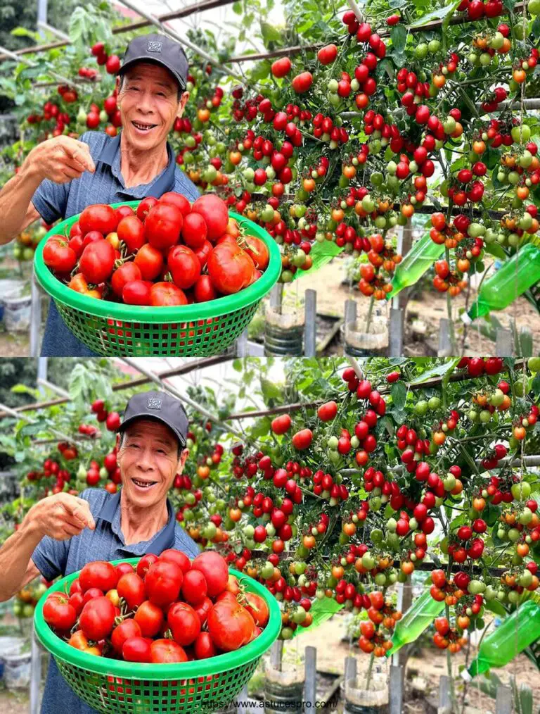 Genialer Tipp: Tomaten, die endlose Früchte mit dieser Tour tragen!