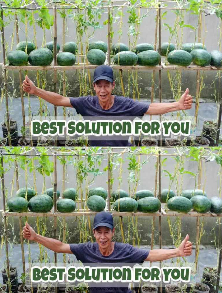 Toller Tipp für Pushing Watermelons Früh in der Saison, Triplanting Home Performance!