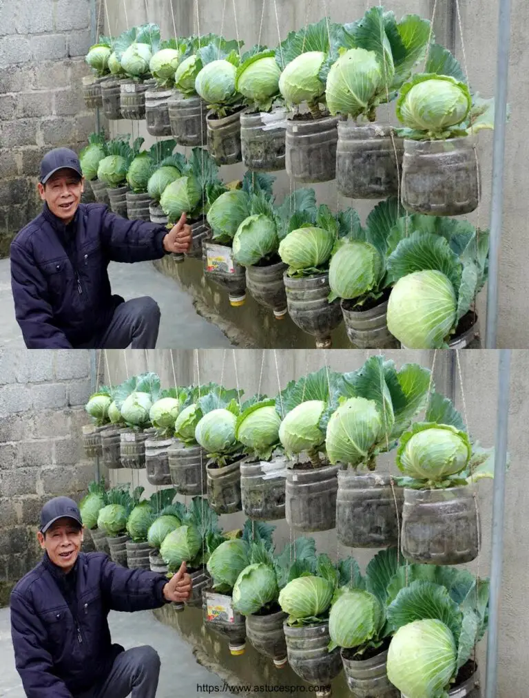 Plastic Bottle Dream Garden: Leicht und wirtschaftlich gewachsen