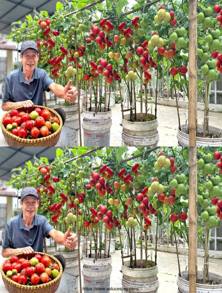 Tomaten ohne Bewässerung: Ernte verdoppelt und geht weiter!