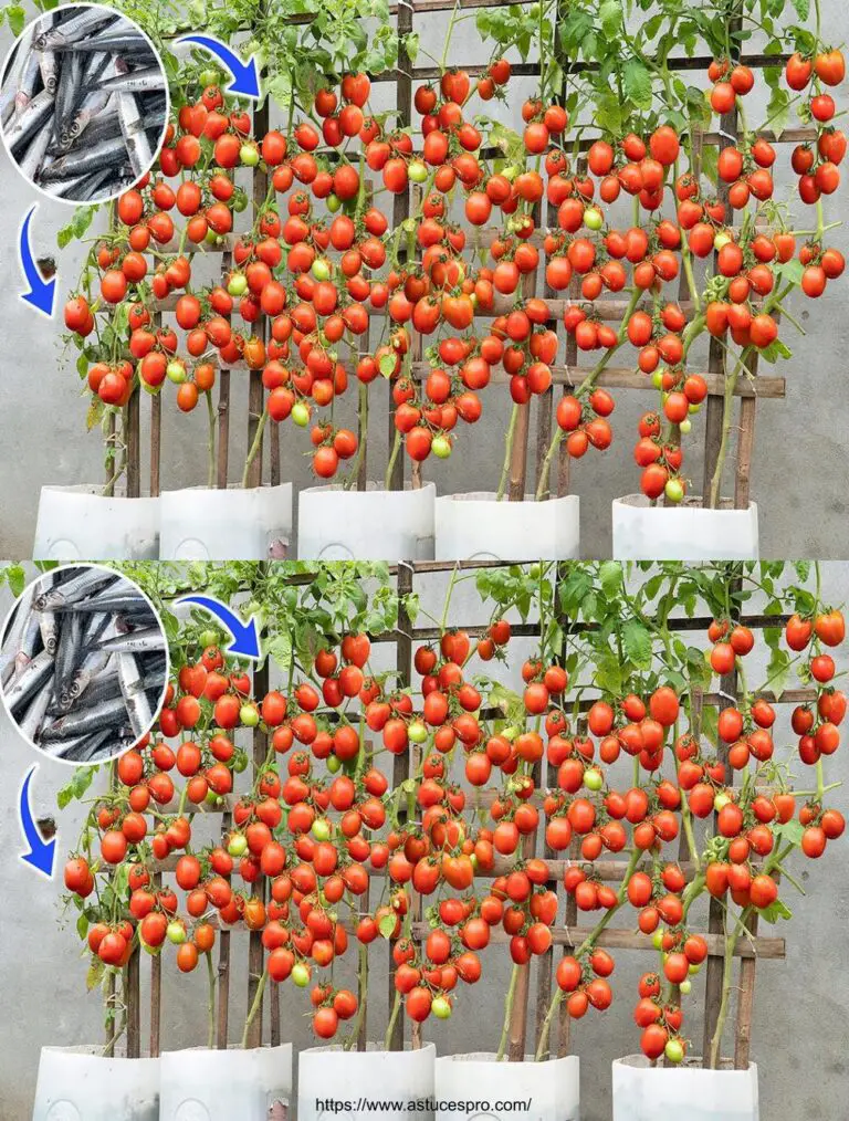 Nur ein frischer Fisch reicht. Eine meiner Tomatenpflanzen produziert 50kg!